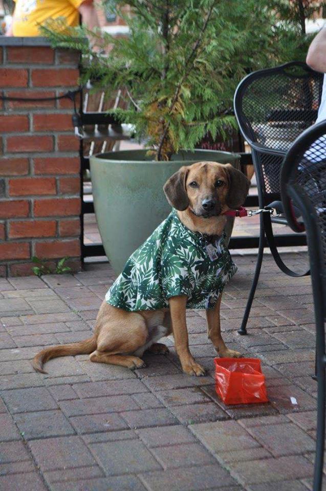 Luke, Jen's dog, wearing a shirt